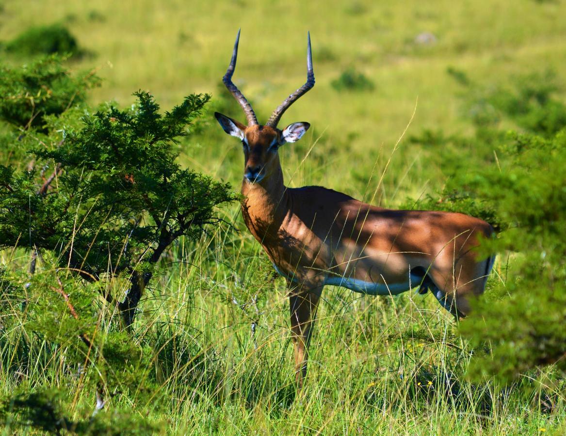 Premier Resort Mpongo Private Game Reserve Macleantown Exterior foto