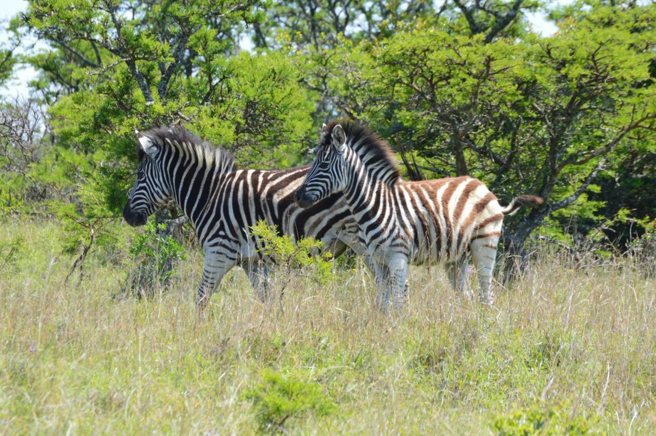 Premier Resort Mpongo Private Game Reserve Macleantown Exterior foto